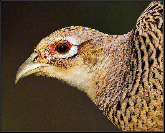 Hen Pheasant, Warwickshire, 30 November 2011