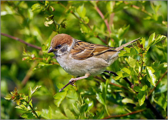 Juvenile Tree Sparrow (Passer montanus), Bempton Cliffs, June 2014
