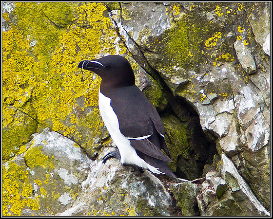 Razorbill, Anglesey, 12 May 2011