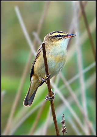 Sedge Warbler, Marsh Lane, 29 April 2011