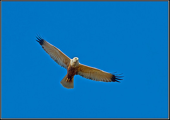 Male Marsh Harrier, Norfolk, April 2012