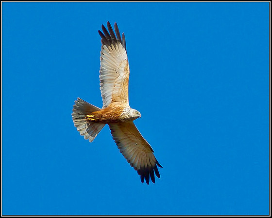 Male Marsh Harrier, Norfolk, April 2012