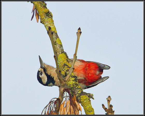 Great Spotted Woodpecker, Bromsgrove, December 2010