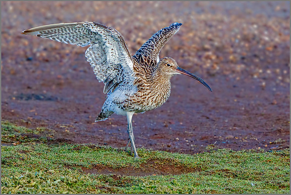 Eurasian Curlew (Numenius arquata), Upton Warren NR, September 2016