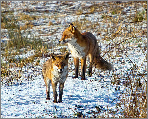 Foxes, Upton Warren Moors, 02 January 2010