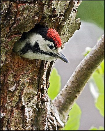 Juvenile Great Spotted Woodpecker, Upton Warren Moors, 28 May 2009