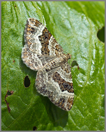ommon Carpet (Epirrhoe alternata), Knapp & Papermill NR, July 2014