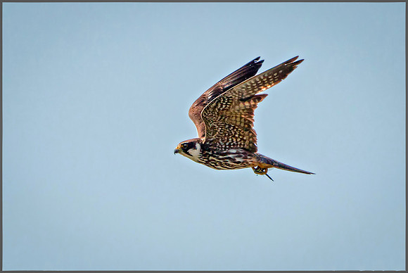 Hobby (Falco subbuteo), Upton Warren NR, August 2016
