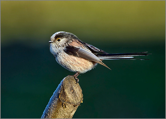 Long-tailed Tit, Bromsgrove, January 2011