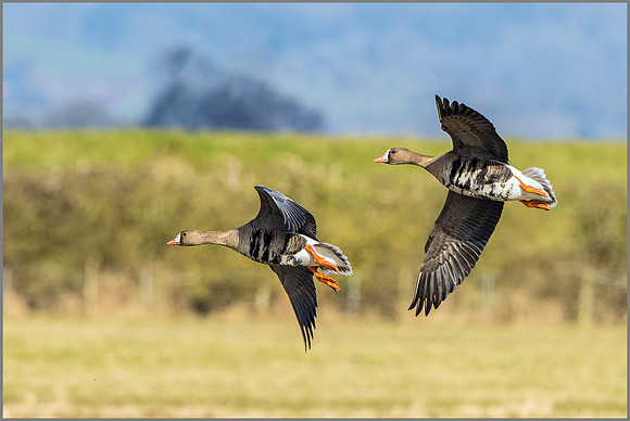 White-fronted Geese (Anser albifrons).