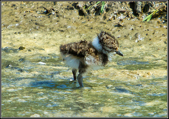 Lapwing Chick, Upton Warren Flashes, 30 April 2011
