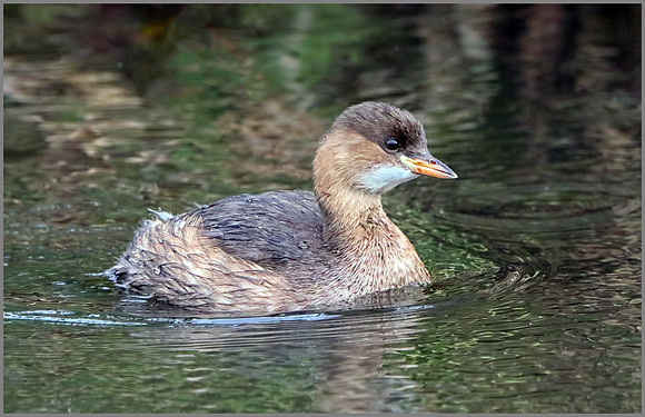 Little Grebe (Tachybaptus ruficollis), Upton Warren, 02 November 2014