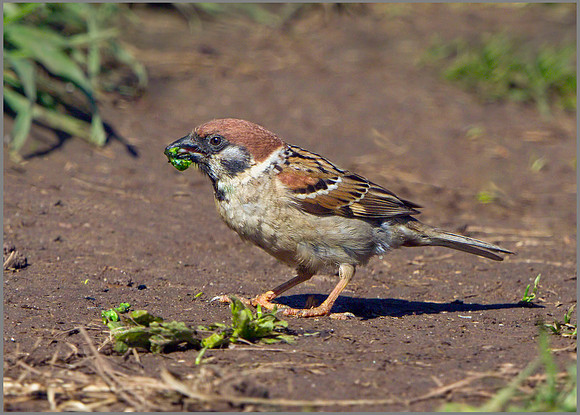Tree Sparrow (Passer montanus), Bempton Cliffs, June 2014