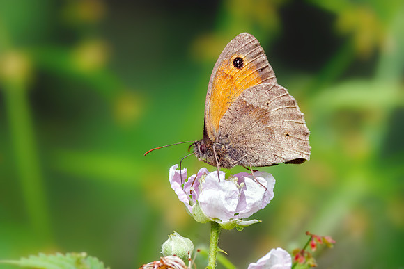 Meadow Brown - Maniola jurtina, Monkwood, July 2022