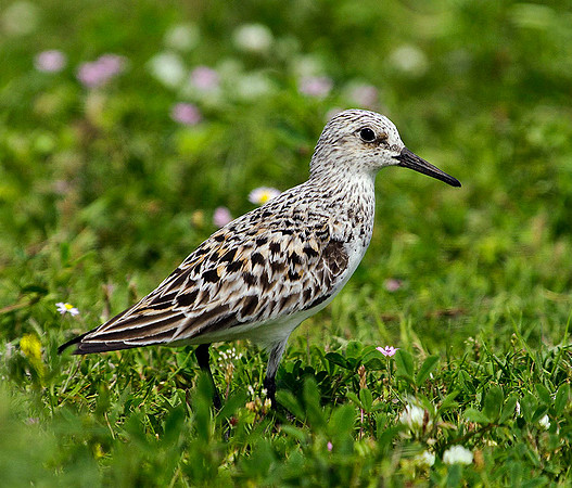 Sanderling, Mallorca, May 2010