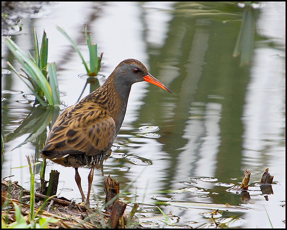 Water Rail, Upton Warren Moors, 09 November 2009