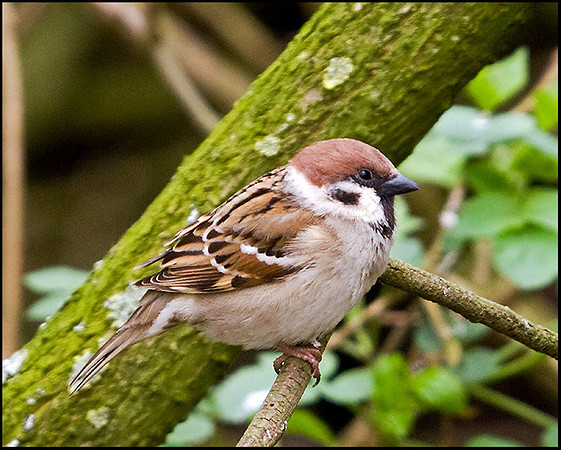 Tree Sparrow, Venus Pool, 01 April 2009
