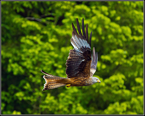 Red Kite, Ceredigion, 20 May 2011