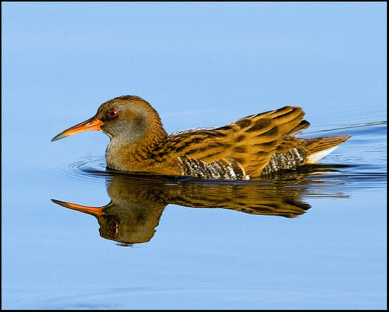Water Rail, Upton Warren Moors, 19 September 2009