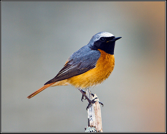 Redstart, Powys, 10 June 2011