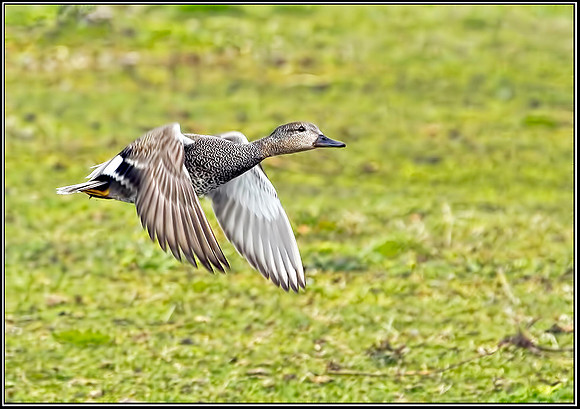 Gadwall, Marsh Lane NR, 24 April 2012