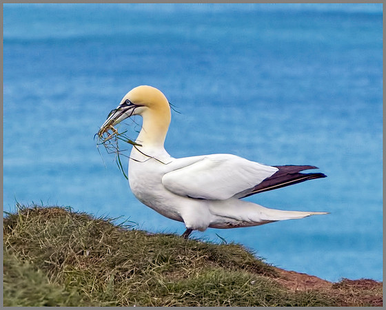 Gannet (Morus bassanus), Bempton Cliffs, June 2014