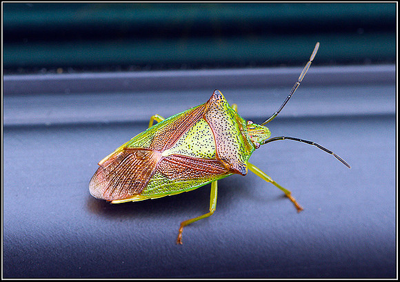 Hawthorn Shield Bug, Garden, 09 September 2011