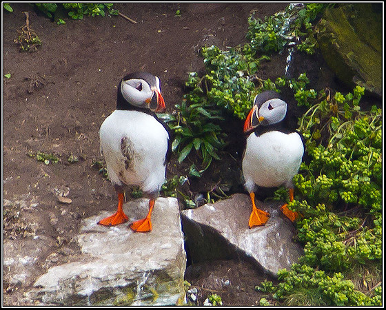 Puffins, Anglesey, 12 May 2011