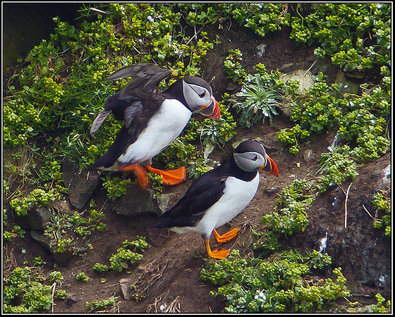 Puffins, Anglesey, 12 May 2011