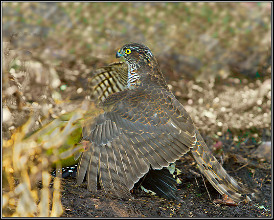 Sparrowhawk mantling Great Spotted Woodpecker, Warwickshire, 19 January 2012