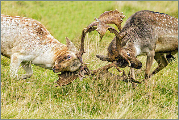 Fallow Deer Bucks (Dama dama), Charlecote Park, October 2016