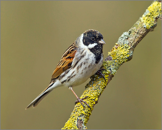 Reed Bunting, Warwickshire, 23 March 2011