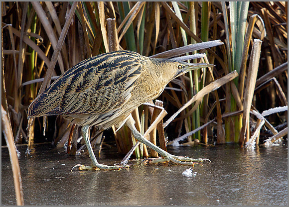 Bittern, Upton Warren Moors, November 2010