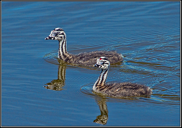 Great Crested Grebe Chicks, Upton Warren Moors, 20 June 2012