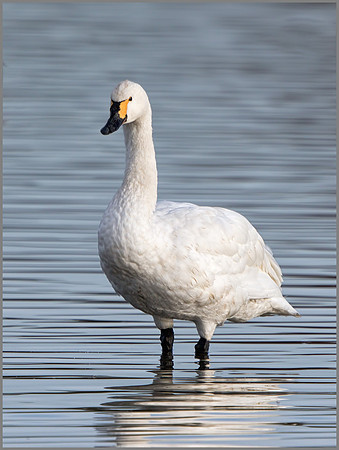 Bewick's Swan (Cygnus columbianus), Slimbridge WWT, November 2014