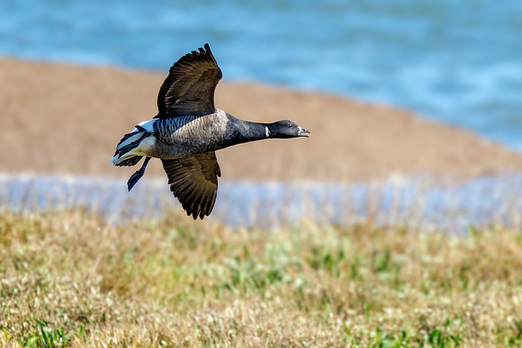 Brent Goose - Branta bernicla, Norfolk, May 2022