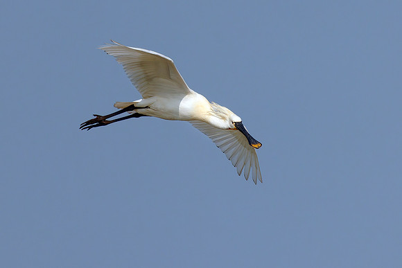 European Spoonbill - Platalea leucorodia, Slimbridge WWT, March 2022