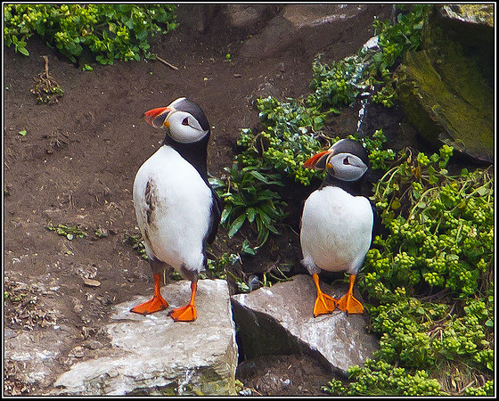 Puffins, Anglesey, 12 May 2011
