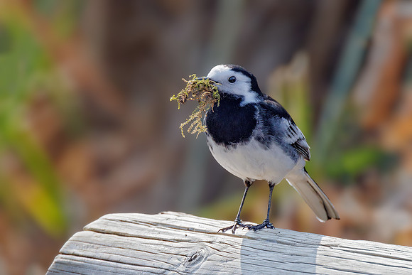 Pied Wagtail - Motacilla alba ssp. yarrellii, Slimbridge WWT, March 2022