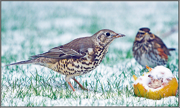 Mistle Thrush with Redwing, Garden, 04 February 2012