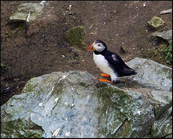 Puffin, Anglesey, 20 July 2009