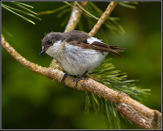 Pied Flycatcher, Powys, 10 June 2011