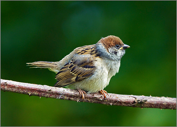Juvenile Tree Sparrow (Passer montanus), Bempton Cliffs, June 2014