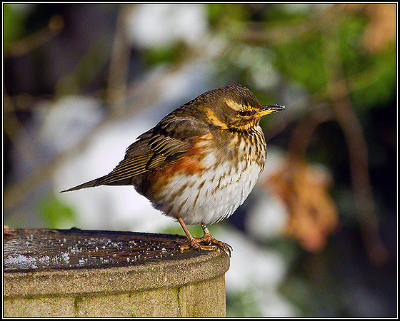 Redwing, Garden, December 2010