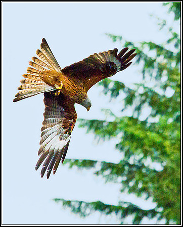 Red Kite, Ceredigion, 20 May 2011