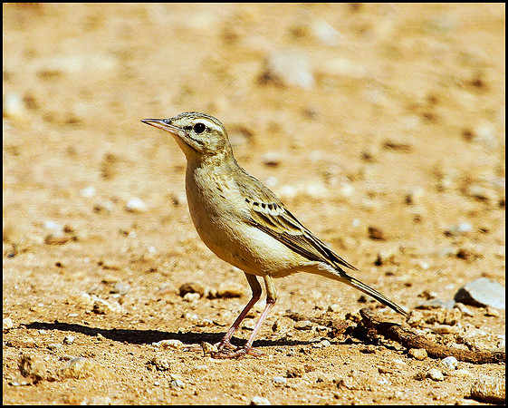 Tawny Pipit, Mallorca, May 2010