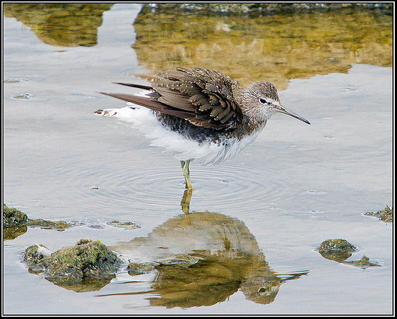 Green Sandpiper, Upton Warren Moors, 01 July 2011