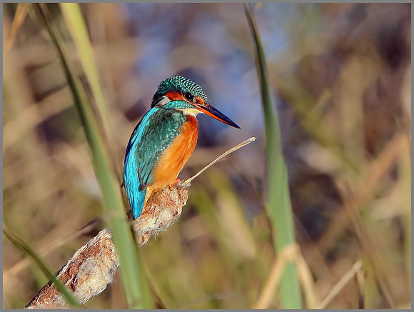 Female Kingfisher (Alcedo atthis), Upton Warren, November 2014