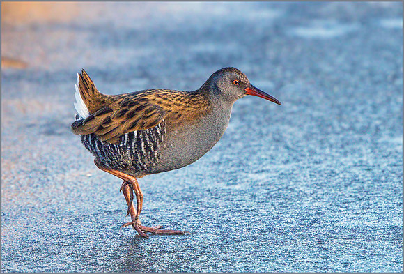 Water Rail (Rallus aquaticus), Upton Warren, February 2015