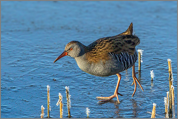 Water Rail (Rallus aquaticus), Upton Warren, December 2014